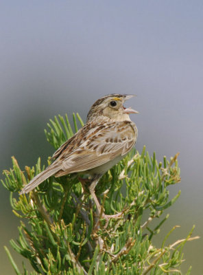 Grasshopper Sparrow 0607-6j Lateral C