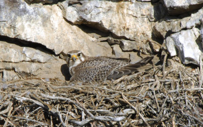Prairie Falcon on Nest  0407-9j