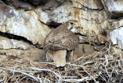 Prairie Falcon on Nest  0507-5j
