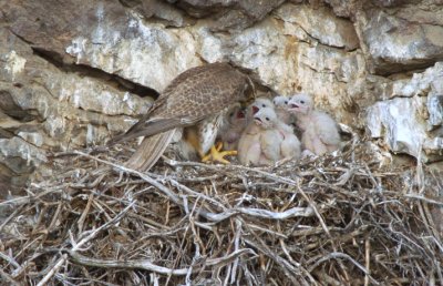 Prairie Falcon Feeding Chicks  0507-28j