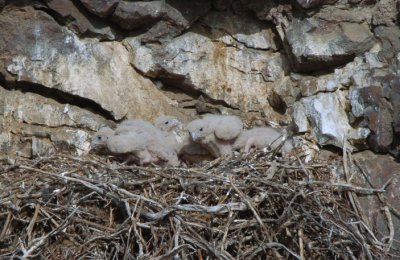 Prairie Falcon Chicks 0507-31j