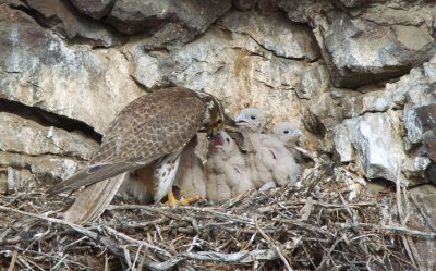 Prairie Falcon Feeding Chicks  0507-32j