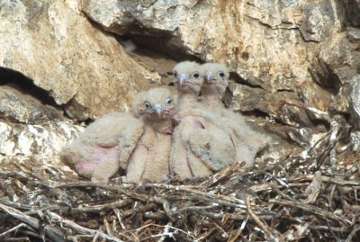 Prairie Falcon Chicks  0507-34j