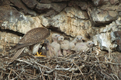 Prairie Falcon Feeding Chicks  0507-35j