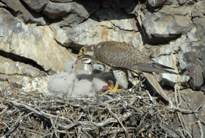 Prairie Falcon Feeding Chicks  0507-38j