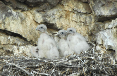 Prairie Falcon  Chicks  0607-10j