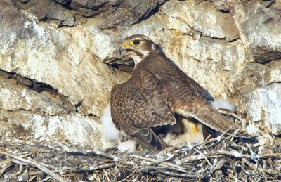 Prairie Falcon Shading Chicks 0607-13j