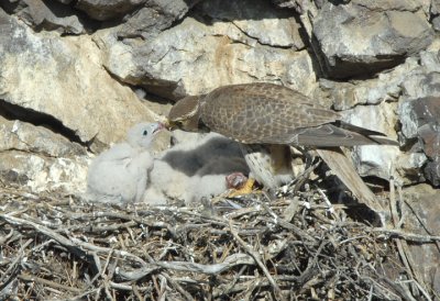 Prairie Falcon Feeding Chicks 0507-43j