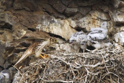 Prairie Falcon Feeding Chicks 0607-45j