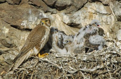 Prairie Falcon and  Chicks  0607-49j