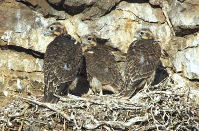 Prairie Falcon  Chicks  0607-32j