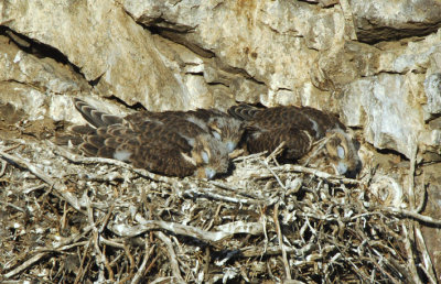 Prairie Falcon  Chicks  0607-33j