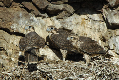 Prairie Falcon Fledglings 0607-65j