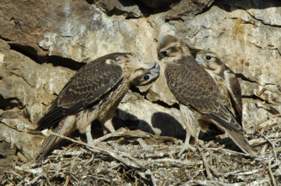 Prairie Falcon Fledglings 0607-64j
