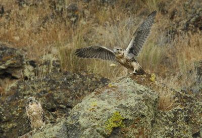 Prairie Falcon Fledglings 0607-75j