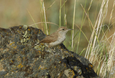Rock Wren  0607-11j  Yakima Ridge