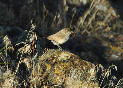 Rock Wren  0607-7j  Yakima Ridge