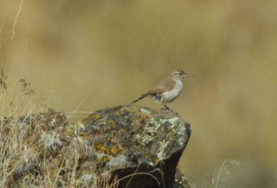 Rock Wren  0607-8j  Yakima Ridge