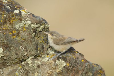 Rock Wren Juvenile  0607-12j  Yakima Ridge
