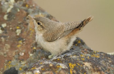 Rock Wren Juvenile  0607-13j  Yakima Ridge