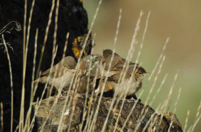 Rock Wren Juveniles  0607-5j  Yakima Ridge