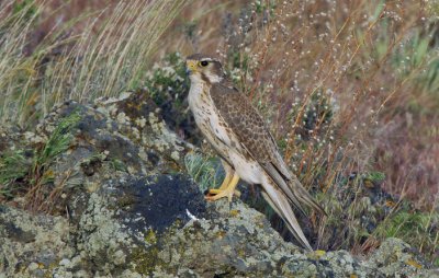 Prairie Falcon 0507-23j  Yakima Ridge