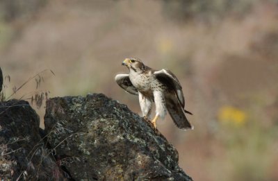 Prairie Falcon 0507-36j Yakima Ridge