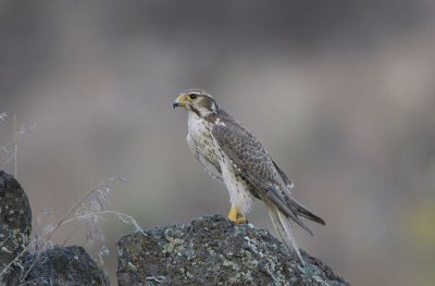 Prairie Falcon 0607-1j Yakima Ridge