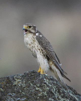 Prairie Falcon 0607-5j Yakima Ridge