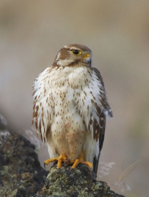 Prairie Falcon 0607-15j.jpg