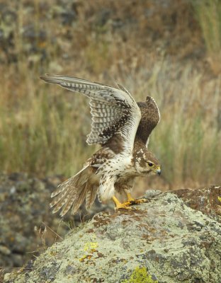 Prairie Falcon 0607-21j Yakima Ridge
