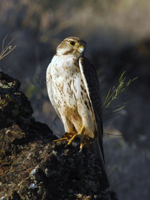 Prairie Falcon 0607-25j Yakima Ridge