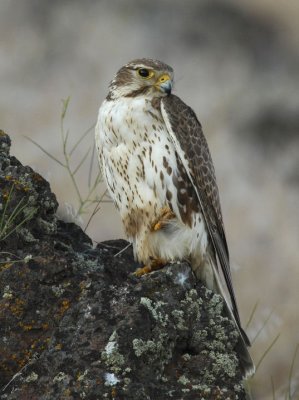 Prairie Falcon 0607-24j Yakima Ridge