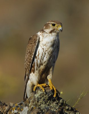 Prairie Falcon 0607-56j Yakima Ridge