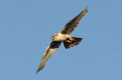 Prairie Falcon Flying 0607-35j Yakima Ridge
