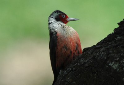 Lewis's Woodpecker 0607-1j  Ft. Simcoe