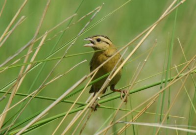 Bobolink Female 0607-26j Lateral C