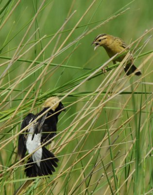 Bobolink Pair 0607-27j Lateral C