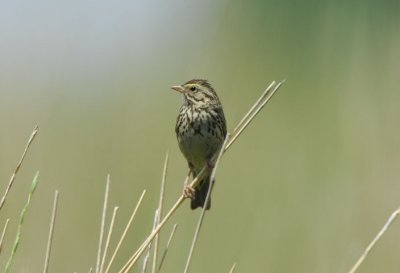 Savannah Sparrow 0607-4j Lateral C