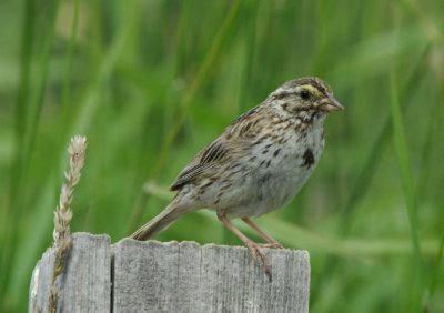 Savannah Sparrow 0607-5j Lateral C