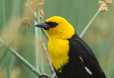 Yellow Headed Blackbird  0607-1j  Granger