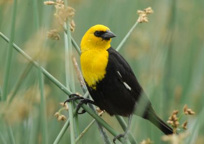 Yellow Headed Blackbird  0607-2j  Granger