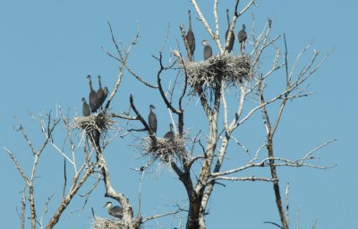 Blue Heron Rookery 0707-1j  Yakima River