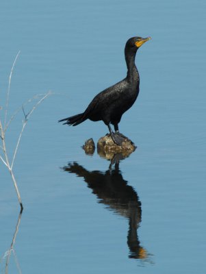 Double-crested Cormorant  0707-3j  Selah Ponds