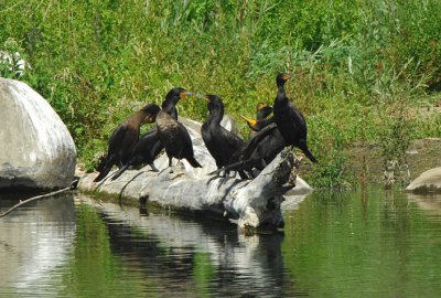 Double-crested Cormorants 0707-6j  Selah Ponds