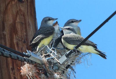 Western Kingbird Nest 0707-4j  Cowiche Canyon