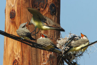 Western Kingbird Nest 0707-5j  Cowiche Canyon