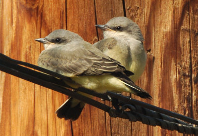 Juvenile Western Kingbirds 0707-10j  Cowiche Canyon