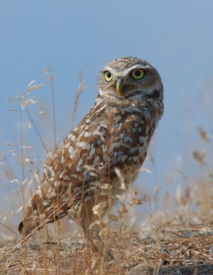 Burrowing Owl  0707-2j  Harrah
