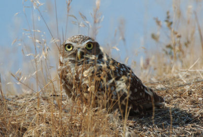 Burrowing Owl  0707-6j  Harrah